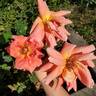 Mojave rose photo