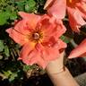 Mojave rose photo