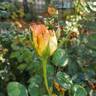 Yankee Doodle ® rose photo