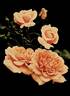 Arthur R. Goodwin rose photo