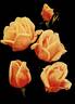 Duchess of Wellington rose photo