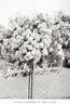 Ethel rose photo