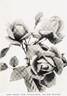 Rayon d'Or rose photo