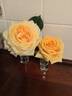 Shooting Star rose photo