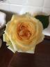 Shooting Star rose photo