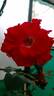 Tiger of Mysore™ rose photo