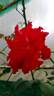 Tiger of Mysore™ rose photo