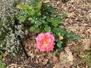 Shot Silk rose photo