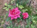 Beauté Inconstante rose photo