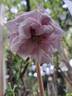 Pacific Blue rose photo