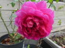 Gabriel Oak ™ rose photo