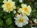 Loredo rose photo
