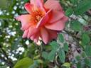 Florence Arthaud rose photo
