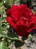 AKA 116-18 rose photo