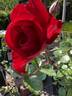 AKA 116-18 rose photo