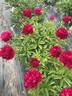 Aviateur Lindbergh peony photo