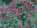 Red Meidiland rose photo