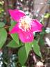 <i>Rosa chinensis</i> sanguinea rose photo