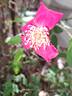 <i>Rosa chinensis</i> sanguinea rose photo