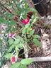 <i>Rosa chinensis</i> sanguinea rose photo