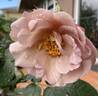 Lavender Pinocchio rose photo