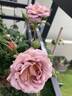 Lavender Pinocchio rose photo