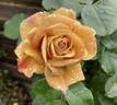 Honey Dijon ™ rose photo