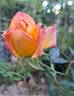 Little Sunset rose photo