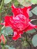 Tiger of Mysore™ rose photo
