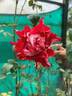 Tiger of Mysore™ rose photo