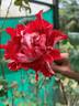 Tiger of Mysore™ rose photo