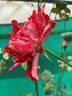Tiger of Mysore™ rose photo