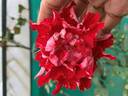 Tiger of Mysore™ rose photo