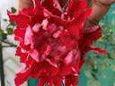Tiger of Mysore™ rose photo