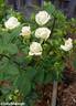 Irresistible rose photo