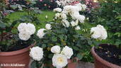 Princess of Wales rose photo