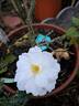 Princesse de Galles rose photo