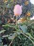 Clair Renaissance ™ rose photo