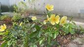 Tottering-By-Gently rose photo