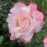 Crescendo rose photo