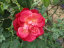 Général Galliéni rose photo
