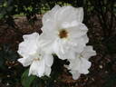 Blanc Double de Coubert rose photo