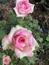 French Pastry rose photo