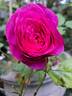 Kaffe Fasset ™ rose photo