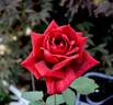 Papa Meilland ® rose photo