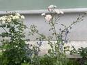 Swany ® rose photo