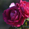 General von Bothnia-Andreae rose photo