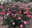 Simsalabim rose photo