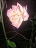 Little Sunset rose photo