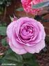 Lavender Ice rose photo